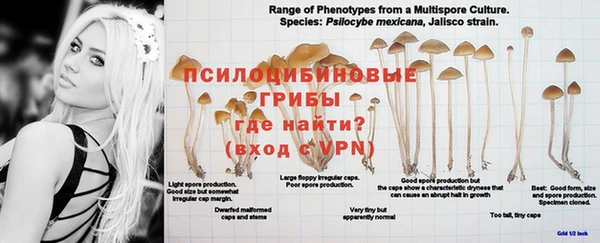 apvp Богданович